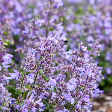 Catmint Flower seeds for Planting Seasonal Bloomer Heirloom & GMO Free Seeds for Home Garden