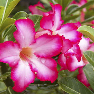Rare Red Desert Rose Seeds – Unique, Hardy Desert Flower for Your Garden