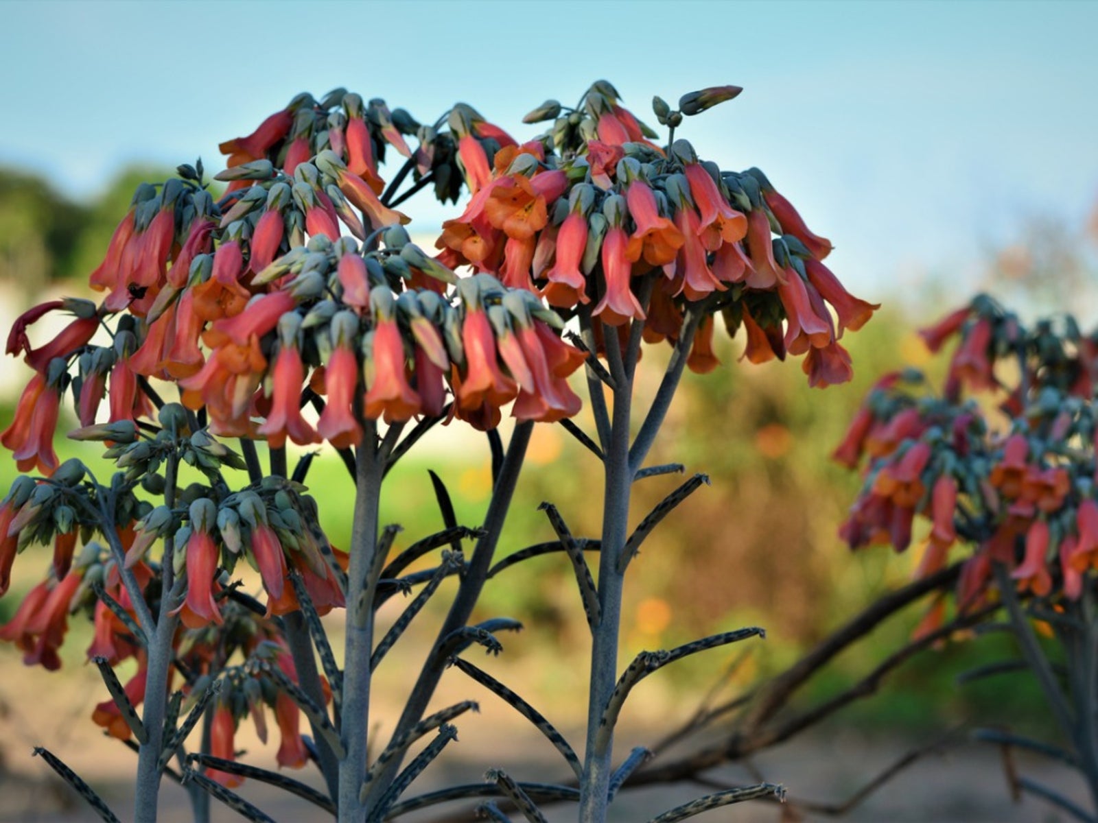 Chandelier Flower seeds for Planting Cottage Garden Essential Heirloom & GMO Free Seeds for Home Garden