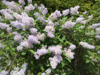 Integerrimus Flower seeds for Planting - Fragrant Blossoms, Heirloom & GMO Free Seeds for Home Garden
