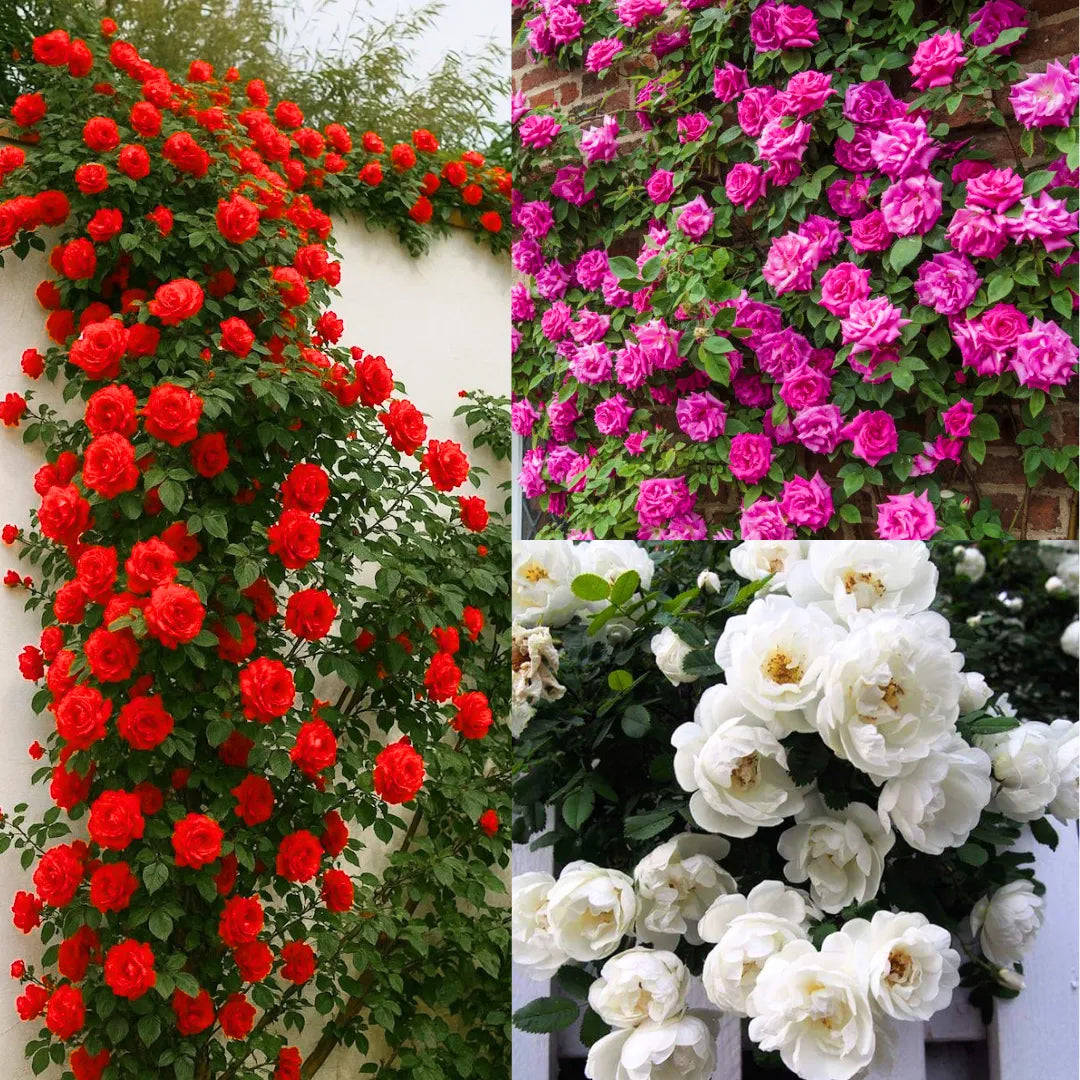 Climbing Rose Flower seeds for Planting Vibrant Colors Heirloom & GMO Free Seeds for Home Garden