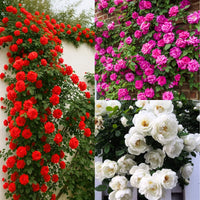 Climbing Rose Flower seeds for Planting Vibrant Colors Heirloom & GMO Free Seeds for Home Garden