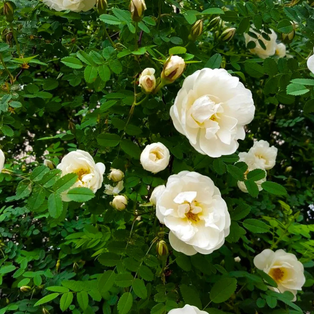 White Climbing Rose Flower seeds for Planting - Premium Quality, Heirloom & GMO Free Seeds for Home Garden