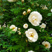 White Climbing Rose Flower Seeds for Planting Cottage Garden Essential Heirloom & GMO Free Seeds for Home Garden
 
 Sale