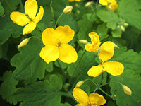 Yellow Tetterwort Flower seeds for Planting Wildflower Mix Heirloom & GMO Free Seeds for Home Garden 
 
 Sale