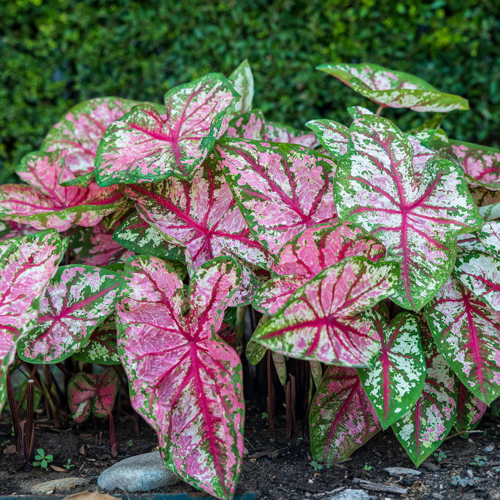 Caladium Leaf Flower seeds for Planting - Cottage Garden Essential, Heirloom & GMO Free Seeds for Home Garden