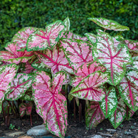 Caladium Leaf Flower seeds for Planting - Cottage Garden Essential, Heirloom & GMO Free Seeds for Home Garden