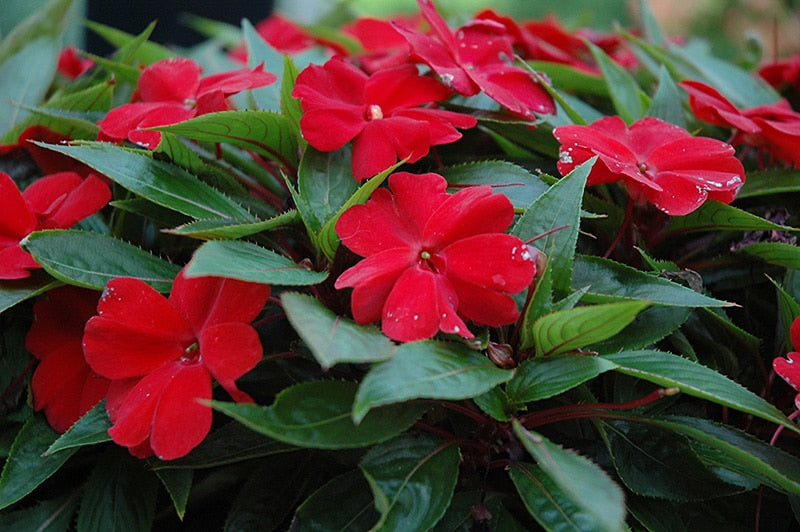 Impatiens Flower seeds for Planting Perfect for Borders Heirloom & GMO Free Seeds for Home Garden 
 
 Sale