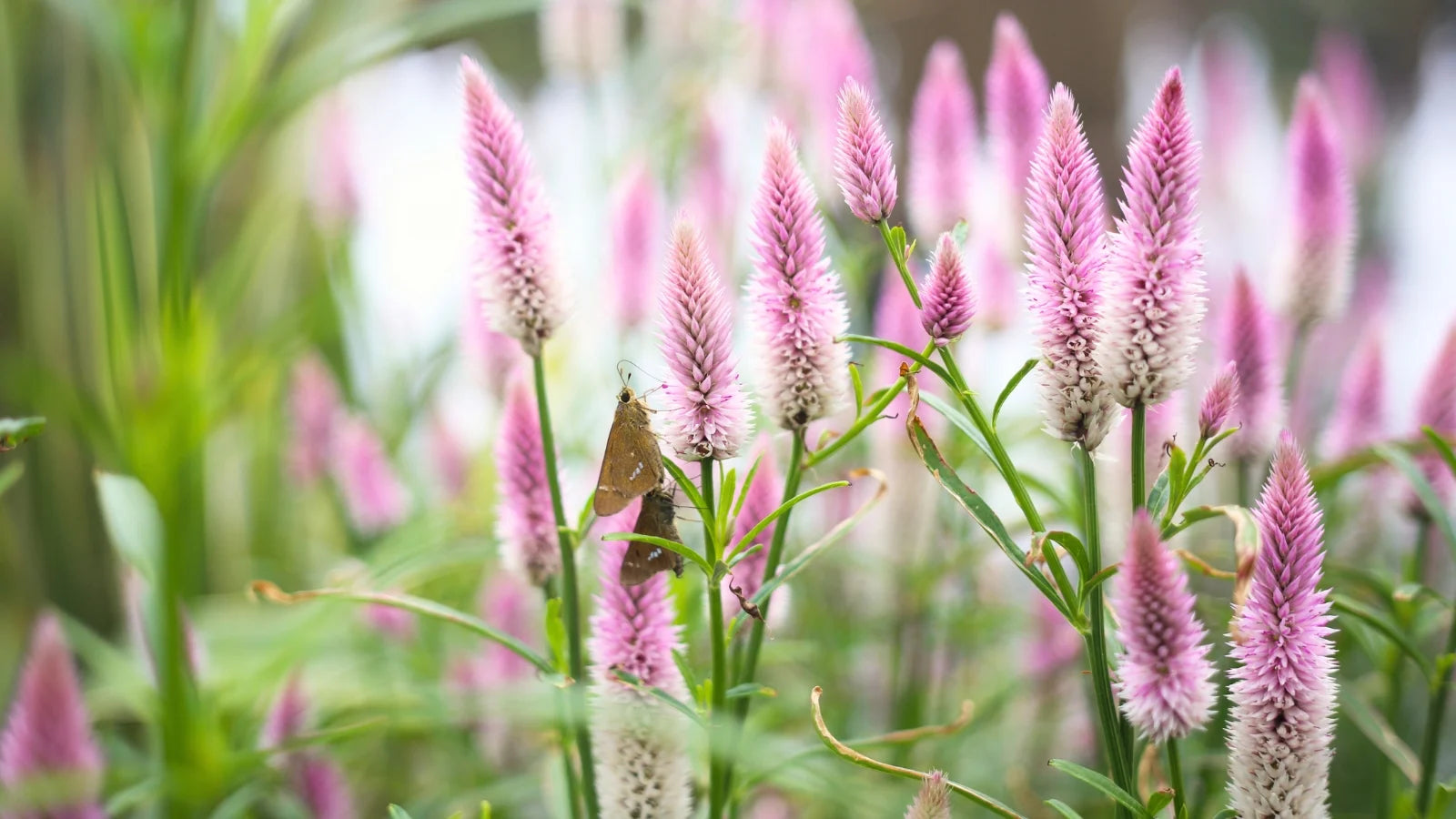Heirloom Celosia Spicata Flower seeds for Planting Seasonal Bloomer Heirloom & GMO Free Seeds for Home Garden