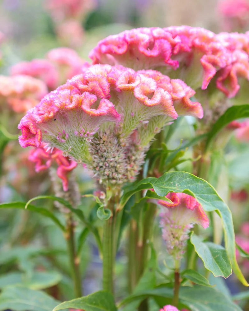 Cristata Flower seeds for Planting Garden Favorite Heirloom & GMO Free Seeds for Home Garden 
 
 Sale