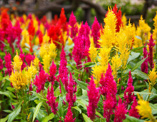 Celosia Flower seeds for Planting Compact Growth Heirloom & GMO Free Seeds for Home Garden