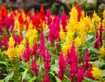 Celosia Flower seeds for Planting Compact Growth Heirloom & GMO Free Seeds for Home Garden