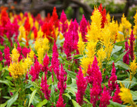 Celosia Flower seeds for Planting Compact Growth Heirloom & GMO Free Seeds for Home Garden