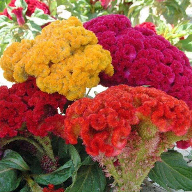 Celosia Flower seeds for Planting - Long Bloom Season, Heirloom & GMO Free Seeds for Home Garden