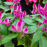 Pink Celosia Caracas Flower seeds for Planting Seasonal Bloomer Heirloom & GMO Free Seeds for Home Garden
 
 Sale