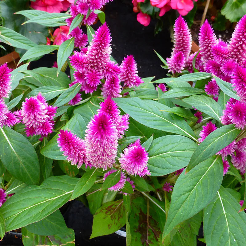 Mixed Celosia Argentea Flower seeds for Planting Wildflower Mix Heirloom & GMO Free Seeds for Home Garden 
 
 Sale