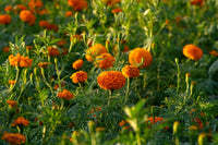 Aztec Marigold Flower seeds for Planting Cottage Garden Essential Heirloom & GMO Free Seeds for Home Garden