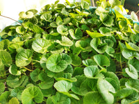 Centella Flower seeds for Planting Shade Tolerant Heirloom & GMO Free Seeds for Home Garden 
 
 Sale