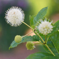 Knopf Bush Seeds for Planting home garden flower bed