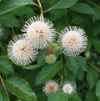 Knopf Bush Seeds for Planting home garden flower bed