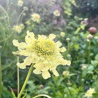 Cephalaria Gigantea Flower seeds for Planting - Vibrant Colors, Heirloom & GMO Free Seeds for Home Garden