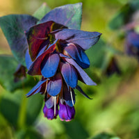 Blue Cerinthe Flower Planting Seeds