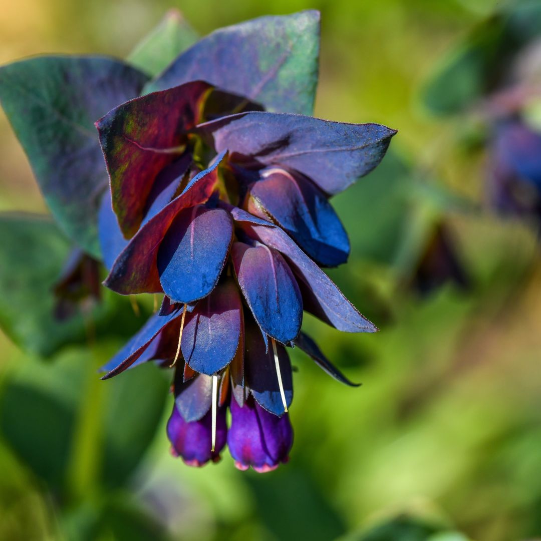Blue Cerinthe Flower Seeds for Planting – Heirloom, Non-GMO, Compact Growth Garden Seeds