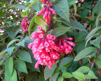 Pink Cestrum Elegans Flower seeds for Planting Fragrant Blossoms Heirloom & GMO Free Seeds for Home Garden
 
 Sale