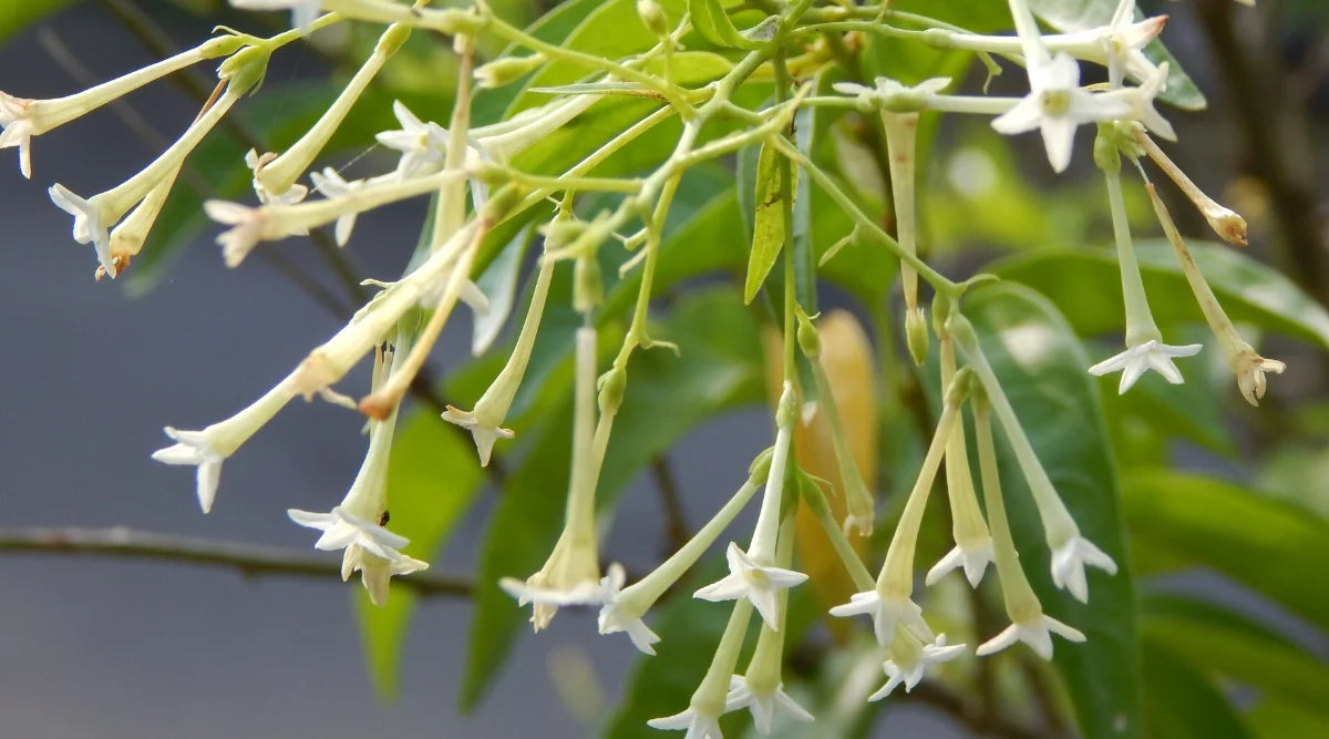 Nocturnum Flower seeds for Planting - Seasonal Bloomer, Heirloom & GMO Free Seeds for Home Garden