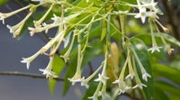 Nocturnum Flower seeds for Planting - Seasonal Bloomer, Heirloom & GMO Free Seeds for Home Garden