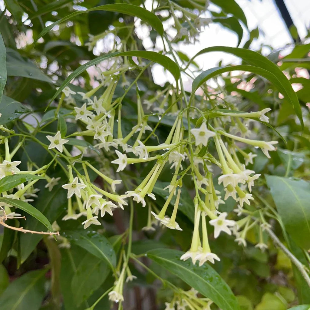 Heirloom Raat Ki Rani Flower seeds for Planting Long Bloom Season Heirloom & GMO Free Seeds for Home Garden