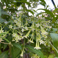 Heirloom Raat Ki Rani Flower seeds for Planting Long Bloom Season Heirloom & GMO Free Seeds for Home Garden
