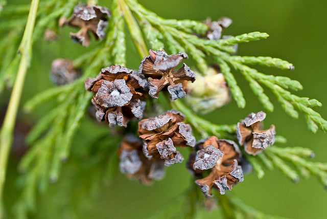Pendula Chamaecyparis Nootkatensis Flower seeds for Planting - Easy to Grow, Heirloom & GMO Free Seeds for Home Garden