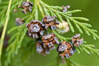 Pendula Chamaecyparis Nootkatensis Flower seeds for Planting - Easy to Grow, Heirloom & GMO Free Seeds for Home Garden