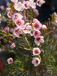 Geraldton’s Flower seeds for Planting Seasonal Bloomer Heirloom & GMO Free Seeds for Home Garden 
 
 Sale