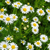 Chamomile Flower seeds for Planting - Hardy Variety, Heirloom & GMO Free Seeds for Home Garden