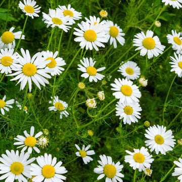 Chamomile Flower seeds for Planting - Hardy Variety, Heirloom & GMO Free Seeds for Home Garden
