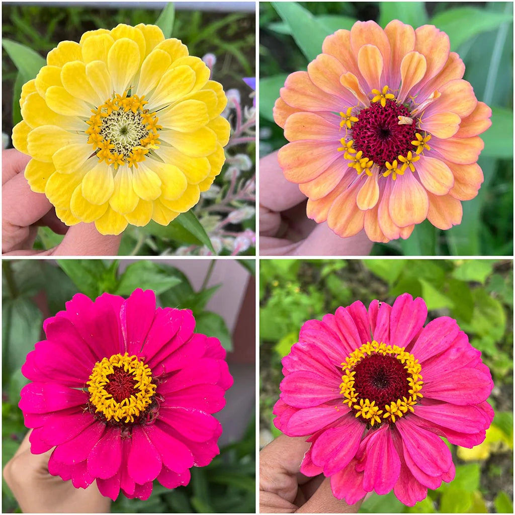 Single Petal Zinnia Mix Flower seeds for Planting Premium Quality Heirloom & GMO Free Seeds for Home Garden 
 
 Sale