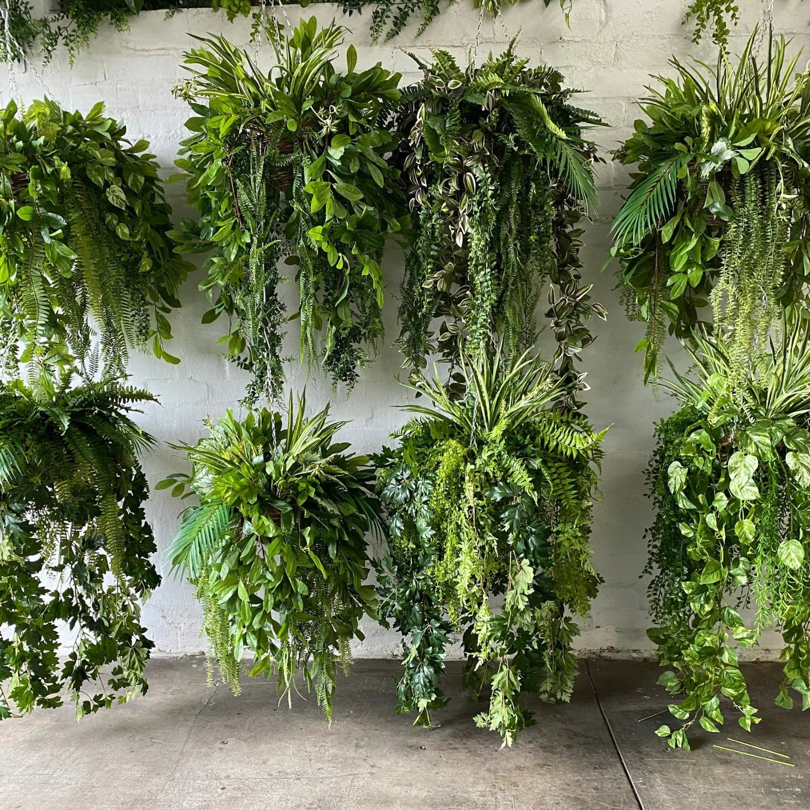 Green Chandelier for Planting Perfect for Borders Heirloom & GMO Free Seeds for Home Garden
 
 Sale