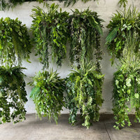 Green Chandelier for Planting Perfect for Borders Heirloom & GMO Free Seeds for Home Garden
 
 Sale