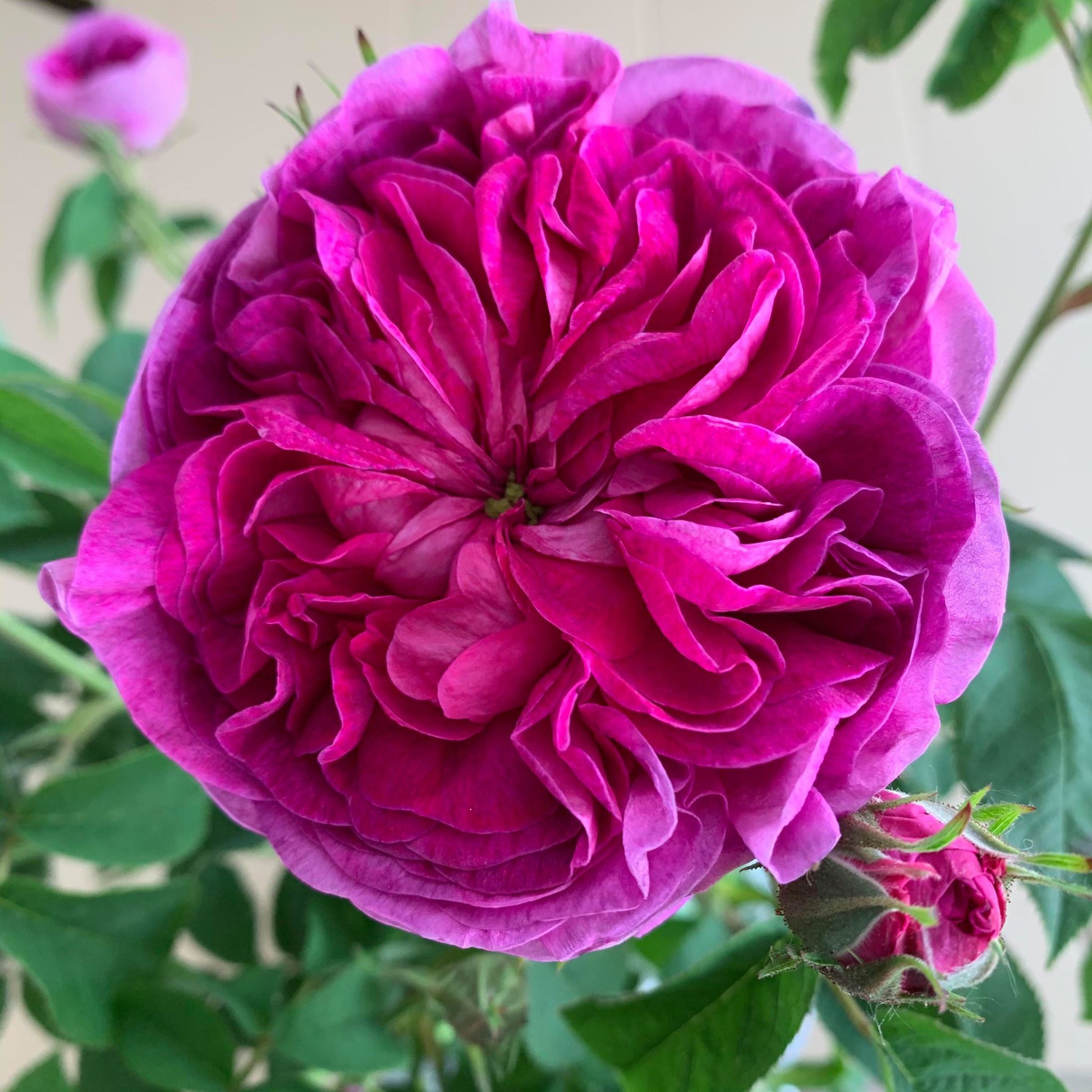 Charles de Mills Flower seeds for Planting - Wildflower Mix, Heirloom & GMO Free Seeds for Home Garden