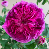 Charles de Mills Flower seeds for Planting - Wildflower Mix, Heirloom & GMO Free Seeds for Home Garden