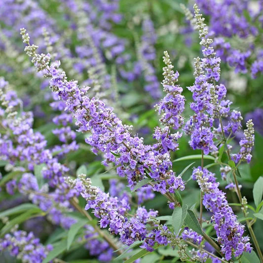 Vitex Agnus Flower seeds for Planting - Vibrant Colors, Heirloom & GMO Free Seeds for Home Garden