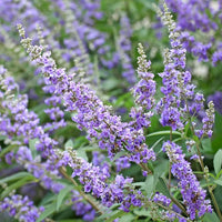 Vitex Agnus Flower seeds for Planting - Vibrant Colors, Heirloom & GMO Free Seeds for Home Garden