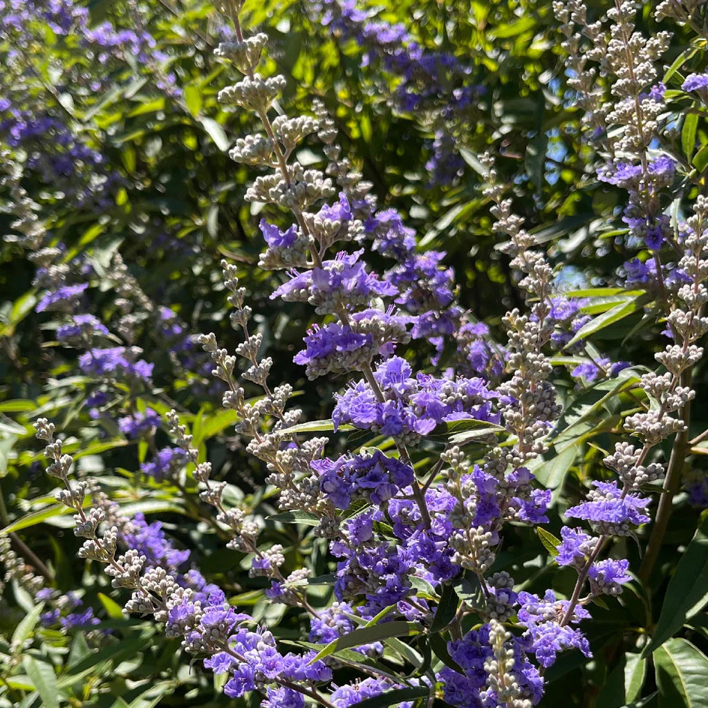 Vitex Agnus Flower seeds for Planting - Vibrant Colors, Heirloom & GMO Free Seeds for Home Garden
