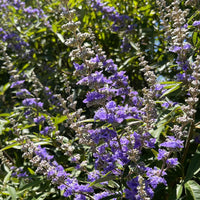 Vitex Agnus Flower seeds for Planting - Vibrant Colors, Heirloom & GMO Free Seeds for Home Garden