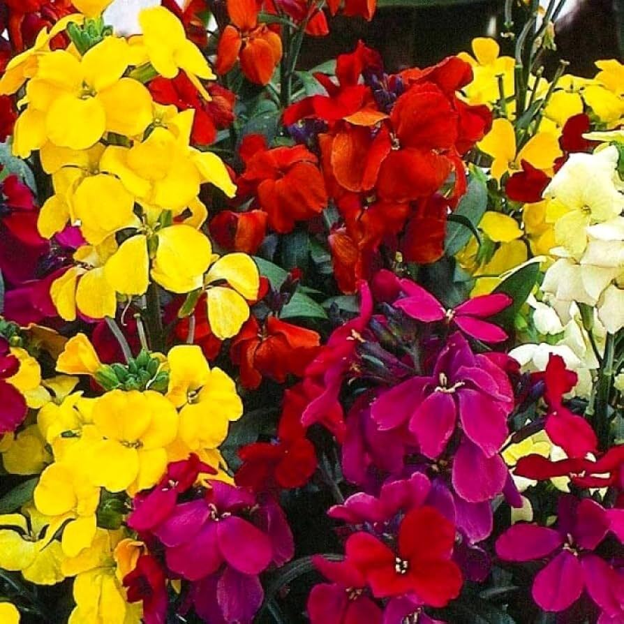 Mixed Cheiranthus Flower seeds for Planting - Garden Favorite, Heirloom & GMO Free Seeds for Home Garden