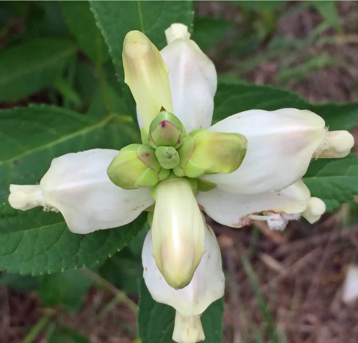 Chelone Glabra Flower seeds for Planting Cottage Garden Essential Heirloom & GMO Free Seeds for Home Garden 
 
 Sale