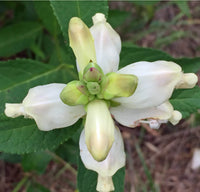 Chelone Glabra Flower seeds for Planting Cottage Garden Essential Heirloom & GMO Free Seeds for Home Garden 
 
 Sale