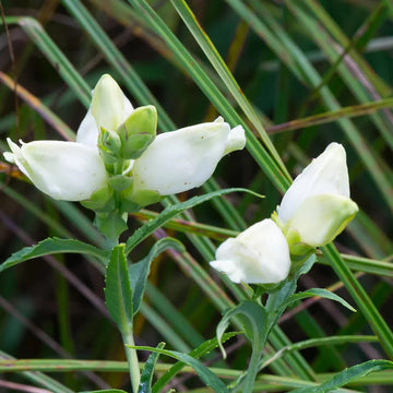 Chelone Glabra Flower seeds for Planting Cottage Garden Essential Heirloom & GMO Free Seeds for Home Garden 
 
 Sale